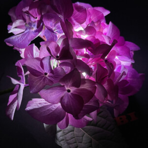 Hortensienblüte, Fotografie, 900 x 1200 Px, 2023